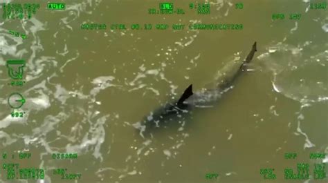 shark lagoon twitter|4 shark attacks on South Padre Island during July.